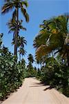 Palm trees along a dirt road, Pinones Beach, Puerto Rico