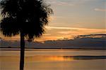 Silhouette d'un palmier, St. Augustine Beach, Floride, États-Unis