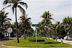 Palmen im Park, Lake Worth, Palm Beach County, Florida, USA