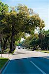 Trees along a road, Orlando, Florida, USA