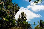 Low angle view of trees, Key West Florida, USA