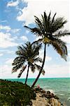 Palmiers sur la plage, plage de Cable Beach, Nassau, Bahamas