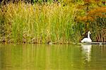 Reflection of a swan in water, Central Park, Manhattan, New York City, New York State, USA