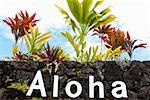 Low angle view of plants growing on a stone wall, Hilo, Big Island Hawaii Islands, USA