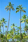 Palmiers sur la plage, Puuhonua O Honaunau National Historical Park, Kona Coast, archipel de Big Island, Hawaii, USA