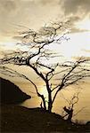 Silhouette of a tree at sunset, Taganga Bay, Departamento De Magdalena, Colombia