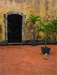 Cat sitting near a potted plant, Old Panama, Panama City, Panama