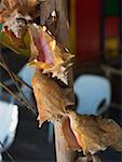 Close-up of conch shells hanging on a wooden pole, Providencia, Providencia y Santa Catalina, San Andres y Providencia Department,