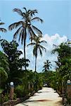 Arbres le long d'une allée, San Andrés, Providencia et Santa Catalina, département de San Andrés y Providencia, Colombie