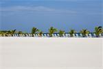 Lounge chairs and palm trees on the beach, Coral Cay, Dixon Cove, Roatan, Bay Islands, Honduras