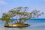 Trees surrounded by water, Las Palmas Resort, Roatan, Bay Islands, Honduras