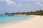 Palmen am Strand, West Bay Beach, Roatan, Bay Islands, Honduras