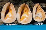 Close-up of seashells, Mykonos, Cyclades Islands, Greece