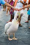 Two people's hands touching a pelican's head, Mykonos, Cyclades Islands, Greece