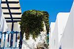 Vue d'angle faible de plantes qui poussent sur une structure en béton, Mykonos, Iles Cyclades, Grèce
