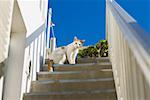 Flachwinkelansicht einer Katze auf einer Treppe, Mykonos, Kykladen, Griechenland