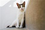 Close-up of a cat, Mykonos, Cyclades Islands, Greece