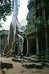 Banyan-Baum-Wurzeln wachsen über einen Tempel, Angkor Wat, Siem Reap, Kambodscha