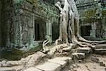 Wurzeln wachsen über einen Tempel, Angkor Wat, Siem Reap, Kambodscha