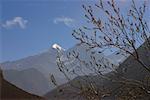 Nahaufnahme einer Niederlassung eines Baums mit Bergen in den Hintergrund, Muktinath, Annapurna Range, Himalaya, Nepal