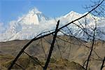 Nahaufnahme einer Niederlassung der ein Kahler Baum vor Schnee bedeckt Berge, Muktinath, Annapurna Range, Himalaya, Nepal