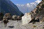 Vier Maultiere tragen Gepäck, Annapurna Range, Himalaya, Nepal