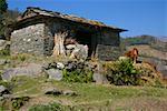 Kuh stehend vor einem Haus, Gorepani, Annapurna Range, Himalaya, Nepal