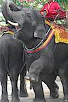 Elephant handler sitting on an elephant, Ayuthaya, Thailand