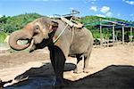 Permanent d'éléphant sur un chemin de terre, Chiang Mai, Thaïlande