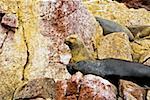Close-up of four seals resting on rocks, Ballestas Islands, Paracas National Reserve, Paracas, Ica Region, Peru