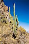 Kaktus Pflanze auf einer Klippe, Colca Canyon, Peru