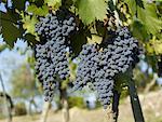 Raisins sur la vigne, Italie