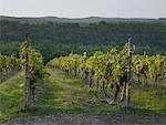 Vineyard, Siena, Italy