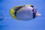 Poisson-papillon rayé