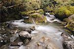 Rapids in Creek, Fiordland National Park, South Island, New Zealand