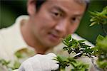 Mature man using pruning shears to trim plant, focus on the foreground