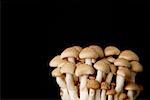 Dried mushrooms against black background, still life