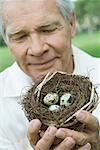 Senior man holding bird's nest, close-up