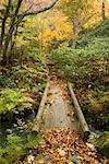 Gehweg in Wald, Hokkaido, Japan