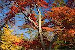 Maple Trees in Autumn, Momijidani Park, Miyajima, Honshu, Japan