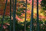 Bamboo and Autumn Leaves, Kyoto, Kansai, Honshu, Japan