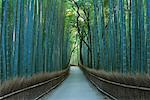 Bamboo Forest, Sagano, Kyoto, Japan