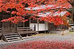 Japanese Maple in Autumn, Koyasan, Japan