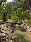 River, Zion National Park, Utah, USA