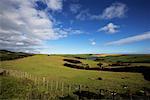 Fence and Pasture, New Zealand