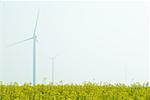 Wind turbines in field of colza