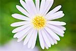 Aster