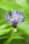 Cornflower