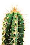 Cactus, gros plan