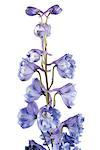 Delphinium en fleur